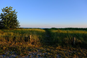 Fototapeta na wymiar Meadow on the sandy beach on a warm evening
