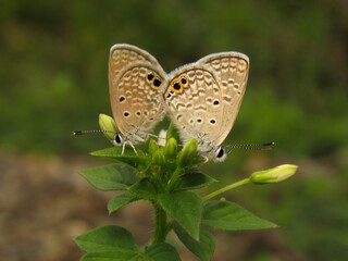 Fototapeta premium Ceraunus blue butterfly, Hemiargus ceraunus (Fabricius), Costa Rica 