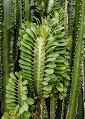 Euphorbia trigona (also known as African milk tree, cathedral cactus)