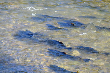 Salmon resting in front of a new threshold on the river