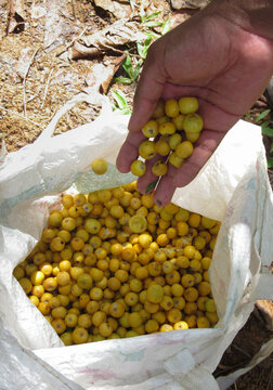 Fruit picking, hands holding fruits of nance (Byrsonima crassifolia)