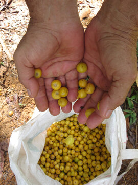 Fruit picking, hands holding fruits of nance (Byrsonima crassifolia)