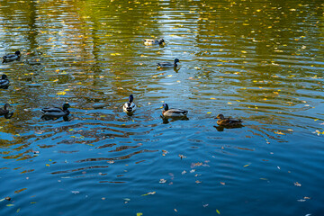 A flock of wild ducks float on the water