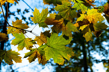 Fototapeta na wymiar Beautiful autumn leaves in the sun