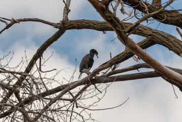 Cormorant Perched In A Tree In Spring