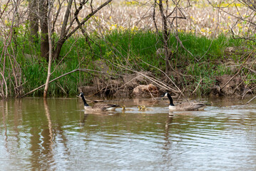 Naklejka na ściany i meble Canada Geese And Goslings On The River In Spring