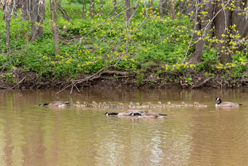 Canada Geese And Goslings On The River In Spring