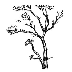 Illustration sketch tree with black line in the white background, isolation vector