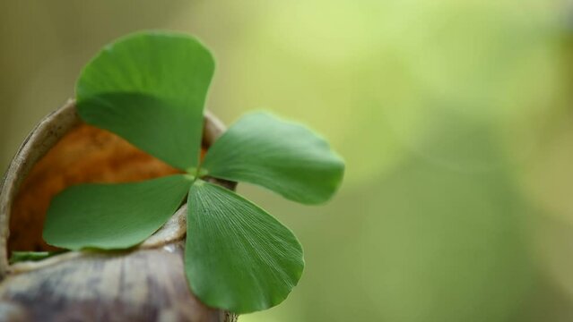 Water clover green leaf in shell on nature background.