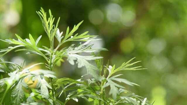 Mugwort or artemisia annua on nature background.