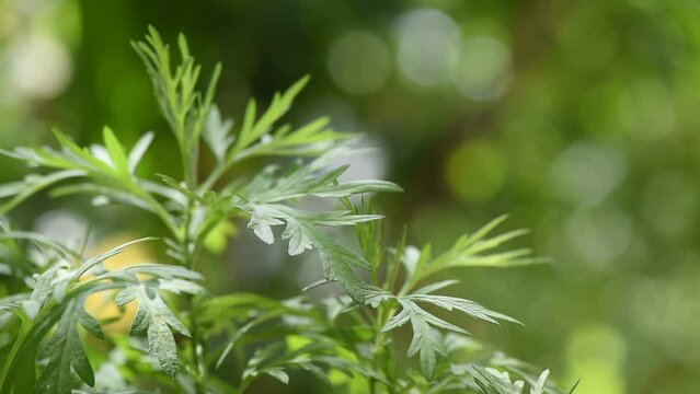 Mugwort or artemisia annua on nature background.