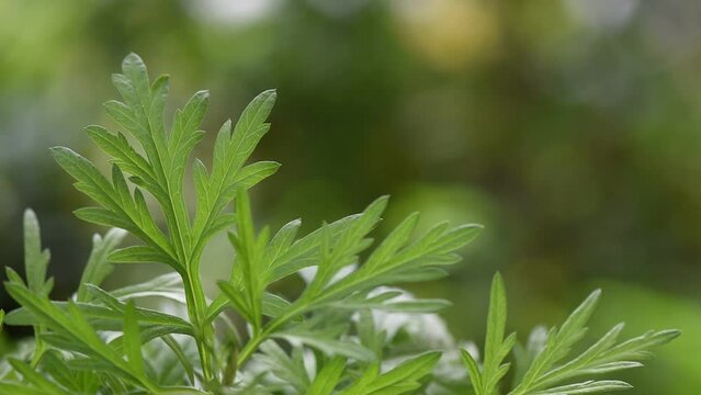 Mugwort or artemisia annua on nature background.