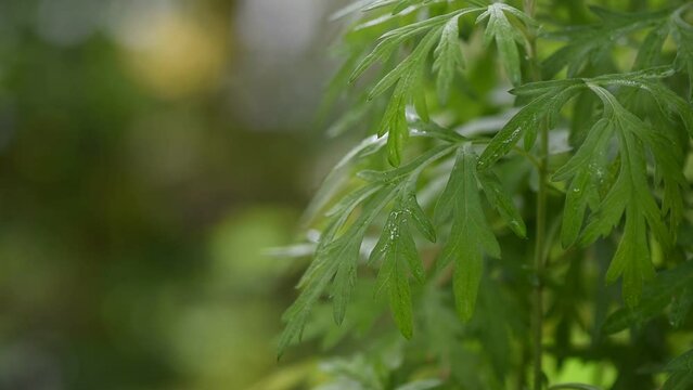 Mugwort or artemisia annua on nature background.