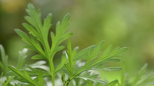 Mugwort or artemisia annua on nature background.