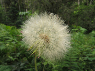 Taraxacum officinale, commonly known as dandelion or bitter chicory, is a species of the Asteraceae family