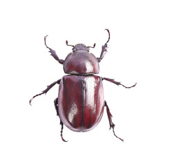 beetle isolated on transparent png - obrazy, fototapety, plakaty