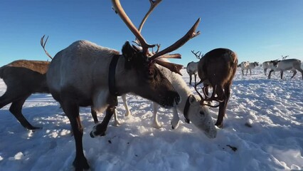The deer looks into the camera. Herd of reindeer. Animals in Siberia. Frosty winter day. Huge snow field in the sun. Evening Murmansk. - Powered by Adobe