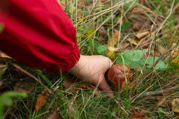 child is picking Leccinum aurantiacum or rough-stemmed bolete mushroom. Wild mushroom growing in the forest, Ukraine.