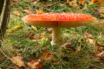 Fly agaric or fly amanita mushroom (Amanita muscaria). Muscimol mushroom. Wild mushroom growing in forest. Ukraine.