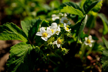 Bush of blooming strawberries grow on an organic farm on a sunny day. Spring flowering strawberries grow in the garden.