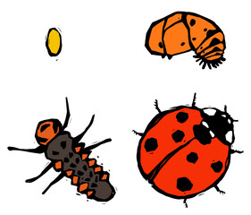 ladybug cycle of life © Yauheniya