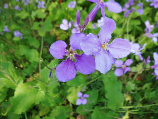 オオアラセイトウの花