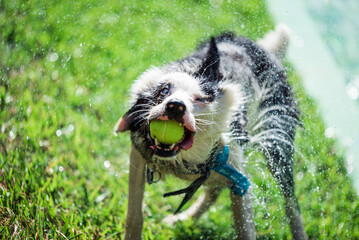 Wet Border Collie dog on grass shaking head and body with tennis ball in the mouth. 