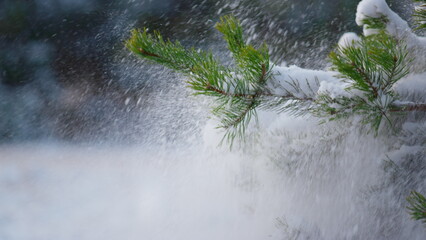 Snow falling fir tree branch closeup. Spruce standing snow-covered at winter day
