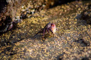 crab on a rock