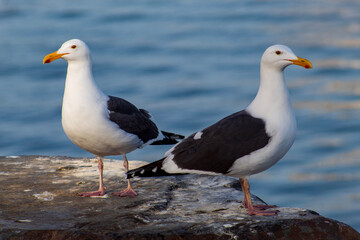 seagulls on the beach