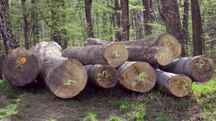 Log spruce trunks pile. Sawn trees from the forest. Logging timber wood industry. Cut trees along a road