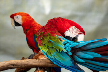macaw
