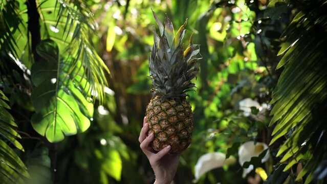 Delicious pineapple in tropical rain forest