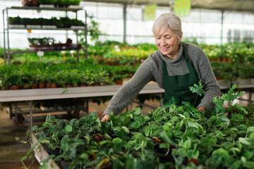 Mature woman floral shop worker in apron taking care of plants.