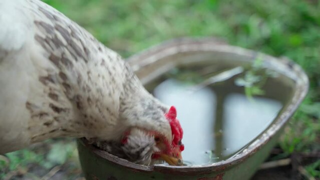 Light-colored chicken drinking water close-up with a blurred background