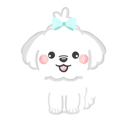 white cue shih tzu dog animal