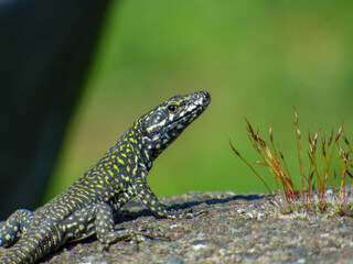 lizard on the rock