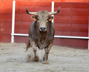 un toro bravo español en una plaza de toros durante un  espectaculo de toreo