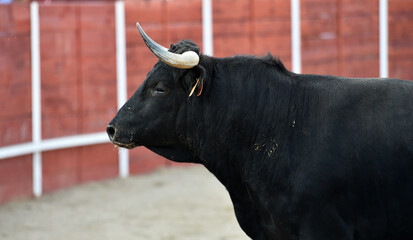 un toro español en una plaza de toros en un espectaculo taurino