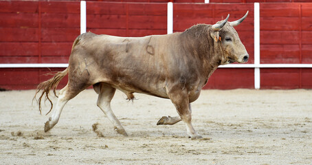 un toro bravo español en una plaza de toros durante un  espectaculo de toreo