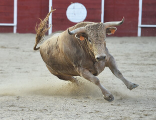 un toro español en una plaza de toros en un espectaculo taurino