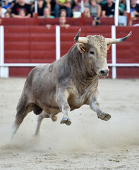 un toro español en una plaza de toros en un espectaculo taurino