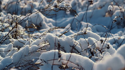 Frozen scenery snowy grass at winter sunlight closeup. Dry vegetation under snow