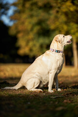 Obraz na płótnie Canvas Big beautiful white dog Labrador sits in the autumn park
