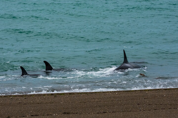Obraz premium Orcas family, hunting in Patagonia, Peninsula Valdes