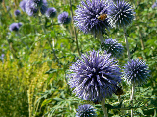 Fototapeta premium flower close up