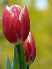 Fototapeta premium red and yellow tulips