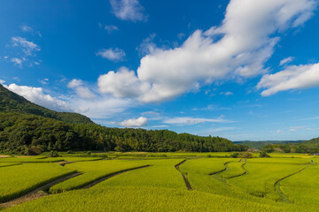 田んぼと青空（大分県豊後高田市）