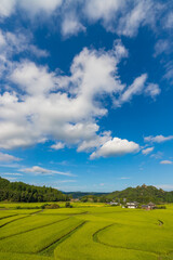 Fototapeta premium 田んぼと青空（大分県豊後高田市）