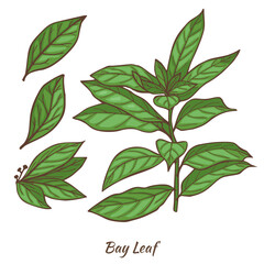 Laurel Branch and Leaves in Hand Drawn Style